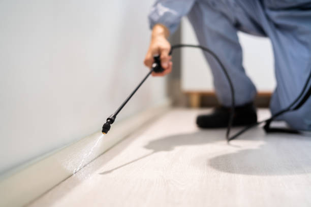 Licensed Termite Control service in Washington County County, VT - Nex Pest Control